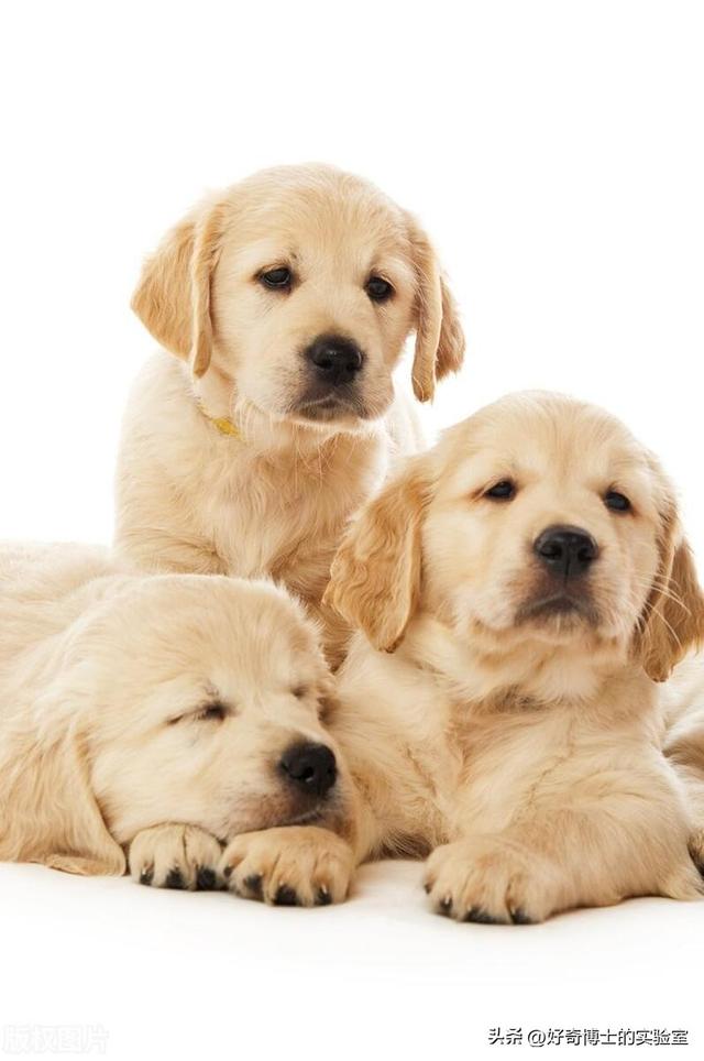 外国狗可以和中国狗交流吗？