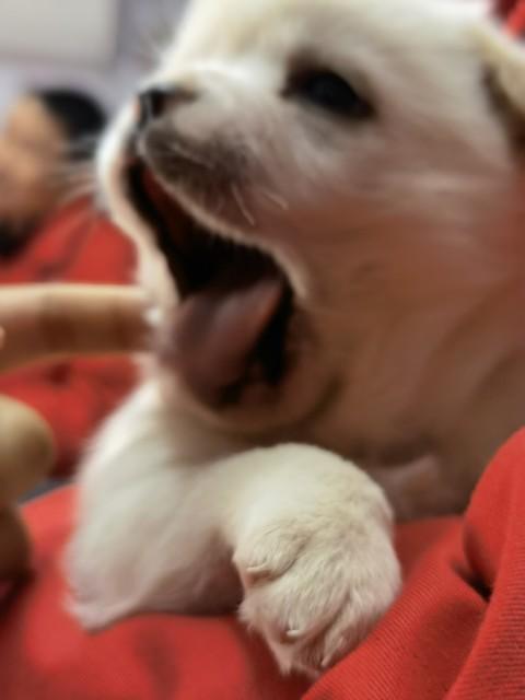 宠物 “网红” 养成记：从平凡萌宠到网络爆款的蜕变之路