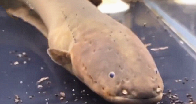 电鳗一动不动，投喂后瞬间恢复了生机，看了忍不住吐槽：好高明呀