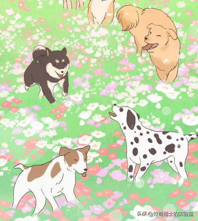 外国狗可以和中国狗交流吗？