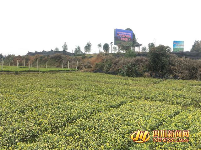 雅安“四个我”活动出实效 人大代表：乡村振兴就是“我”的事