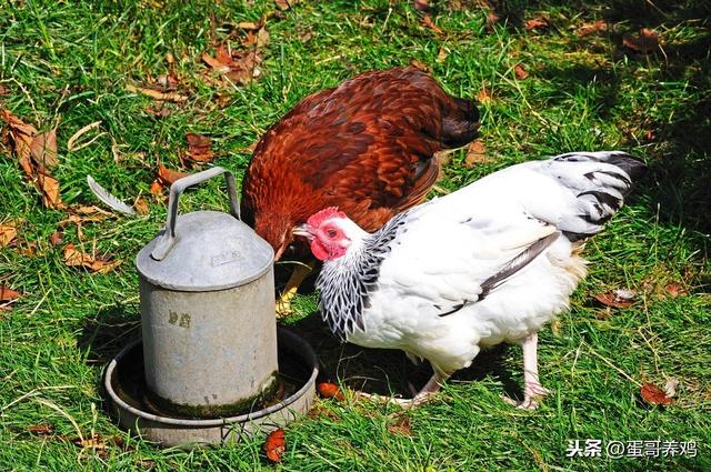 养鸡如何使用青霉素充分发挥药效？按照这6种搭配方式，抗菌增效