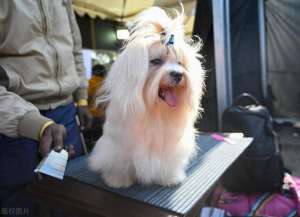 会说话的刘二豆(宠物 “网红” 养成记：从平凡萌宠到网络爆款的蜕变之路)