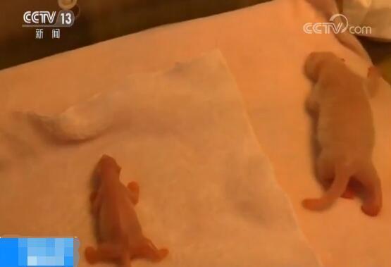 今年全球首对双胞胎大熊猫宝宝降生 小巧可爱被萌化