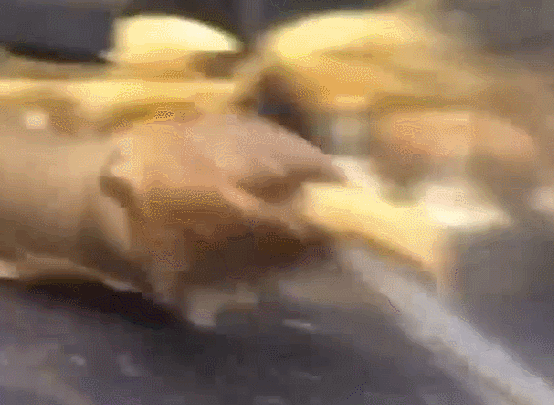 电鳗一动不动，投喂后瞬间恢复了生机，看了忍不住吐槽：好高明呀