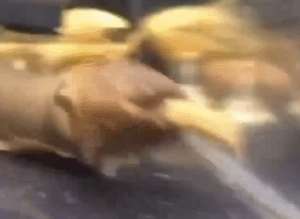 电鳗可以吃吗(电鳗一动不动，投喂后瞬间恢复了生机，看了忍不住吐槽：好高明呀)