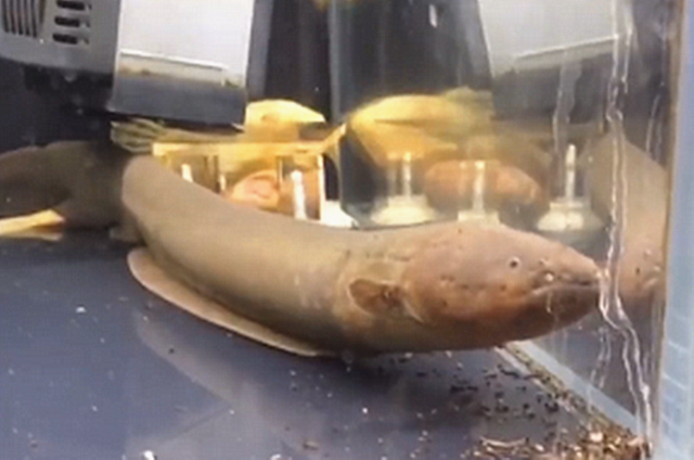 电鳗一动不动，投喂后瞬间恢复了生机，看了忍不住吐槽：好高明呀