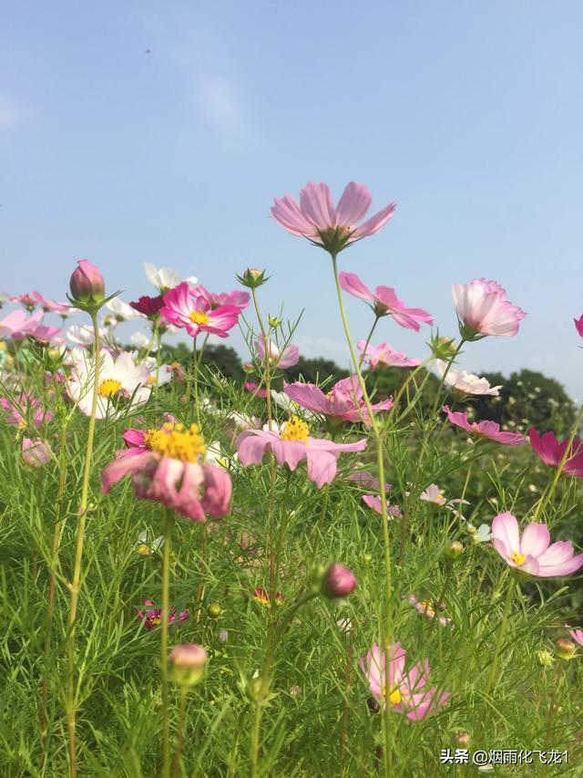 一人一花一世界