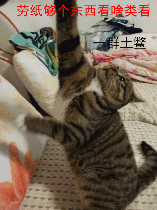 大咪咪！逆天了！逆天了