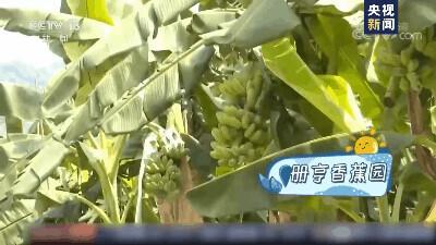 我问你这瓜保熟吗？保熟！我这大数据挑瓜，红外测糖，震动测脆度……