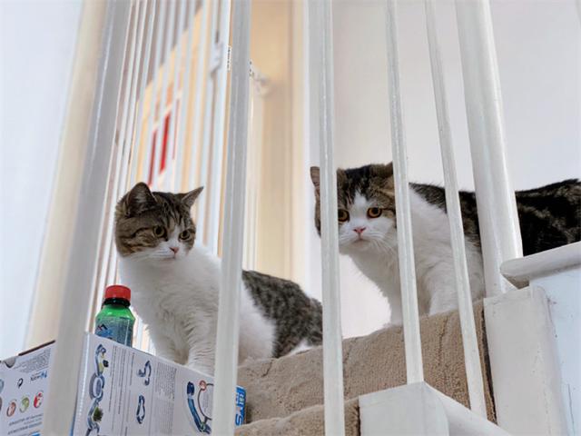 猫咪躲在楼道暗中观察,炯炯有神的双眼,仿佛摄像头