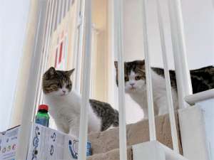 炯炯有神的眼睛(猫咪躲在楼道暗中观察，炯炯有神的双眼，仿佛摄像头)