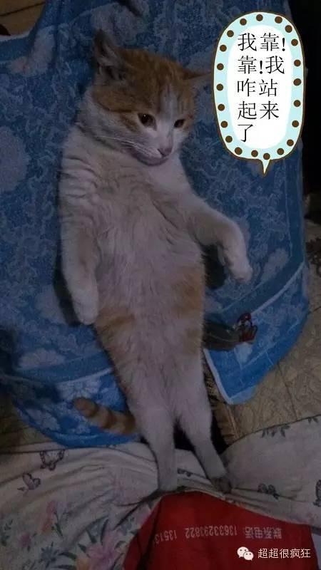 大咪咪！逆天了！逆天了