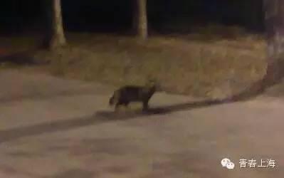 复旦校园惊现一级保护动物,原来学校才是“疯狂动物城”