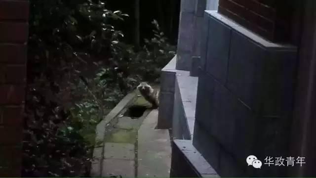 复旦校园惊现一级保护动物,原来学校才是“疯狂动物城”