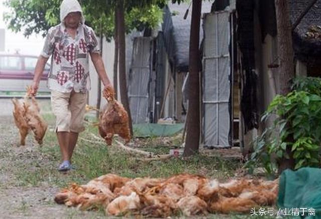 韩国334万多只鸡被热死,酷暑天气养鸡户如何养好鸡?