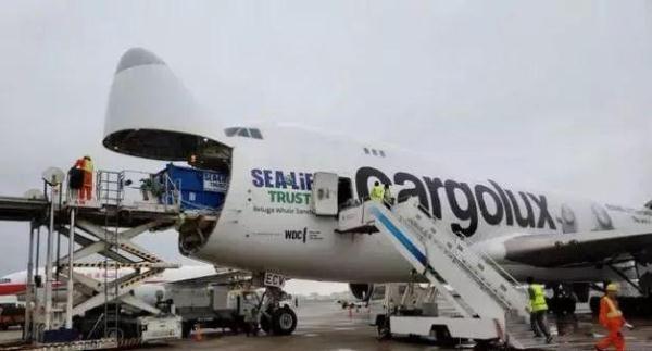 两只白鲸远离家乡10年，众人为帮助它们回家，陪同飞行6000英里