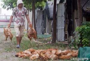 鸡会热死吗(韩国334万多只鸡被热死，酷暑天气养鸡户如何养好鸡？)