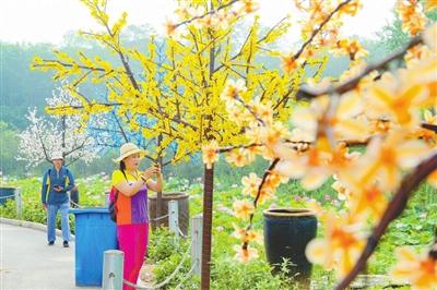 北唐：百亩荷花怒放浅山丘