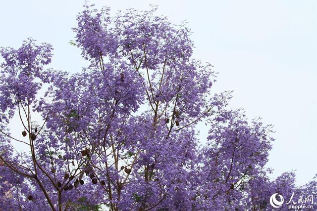 美！厦门街头披上“浪漫紫纱”