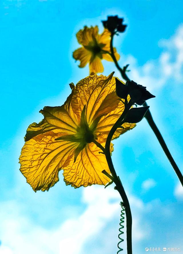 迎着朝阳露笑脸，丝瓜花儿金灿灿