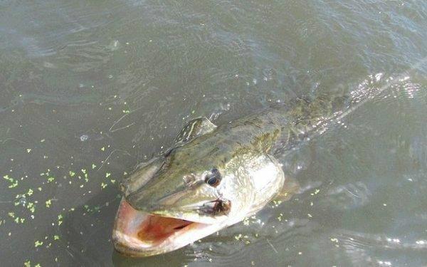 男子钓鱼时捕获恐怖物种，结果却被其诡异的阴笑眼神吓得不轻