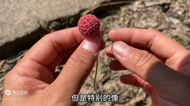 原来它就是大名鼎鼎的万能解毒王，很多人不认识，我也是才知道