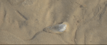 微视频｜海洋之声