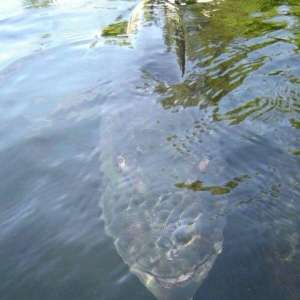 阴笑(男子钓鱼时捕获恐怖物种，结果却被其诡异的阴笑眼神吓得不轻)