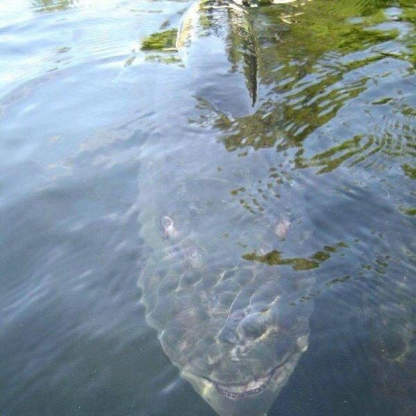 男子钓鱼时捕获恐怖物种，结果却被其诡异的阴笑眼神吓得不轻