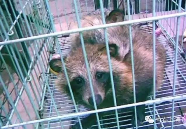 复旦校园惊现一级保护动物,原来学校才是“疯狂动物城”