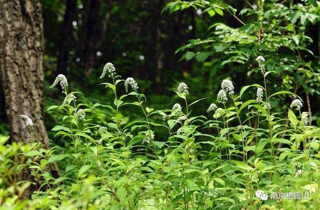 「栖霞山·植物百科」珍珠菜：随风轻点，皆是情怀