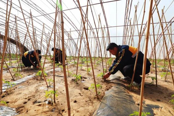 他们在沙漠里实现了“果蔬自由”