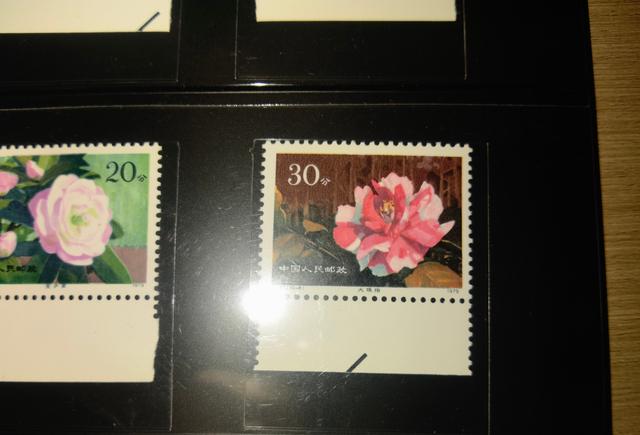 集邮记：白玫瑰读不懂山茶花