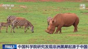 黑犀(非洲黑犀起源于中国？中国科学院：原始祖先1000多万年前就生活在中国土地上)