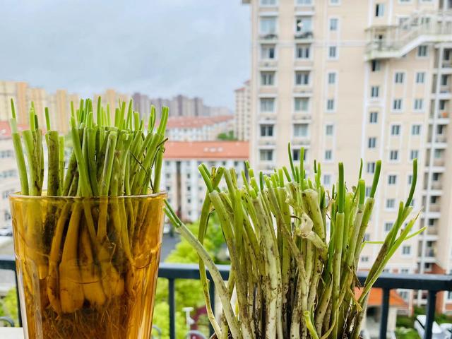 感染者说|我因陪护确诊阳性,出院后成为“刘畊宏女孩”