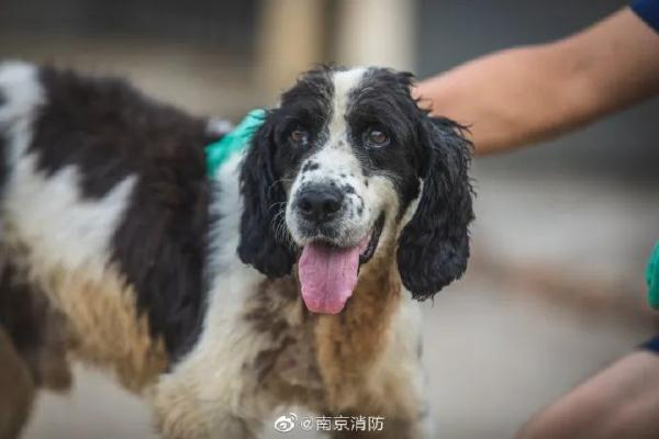 再见，小英雄！汶川地震最后一只搜救犬离世