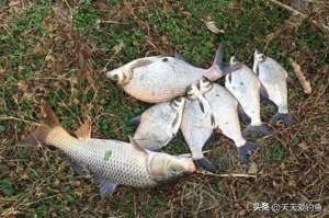 植物鱼图片(野钓必杀技：选择不同的“方位”，影响了鱼获多少)