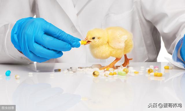养鸡如何使用青霉素充分发挥药效？按照这6种搭配方式，抗菌增效