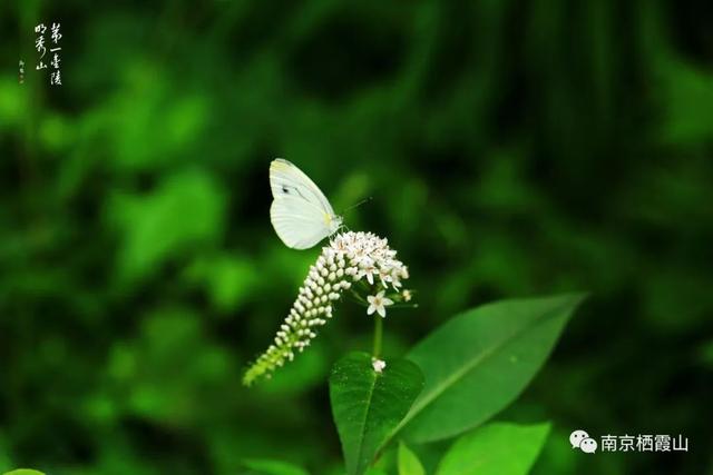 「栖霞山·植物百科」珍珠菜：随风轻点，皆是情怀