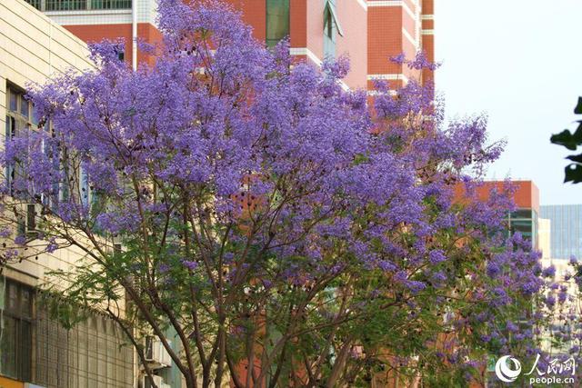 美！厦门街头披上“浪漫紫纱”