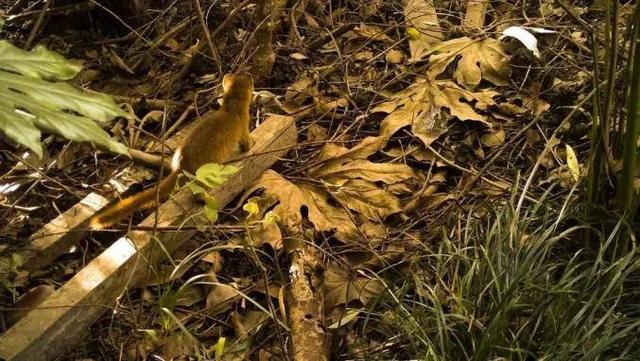 复旦校园惊现一级保护动物,原来学校才是“疯狂动物城”