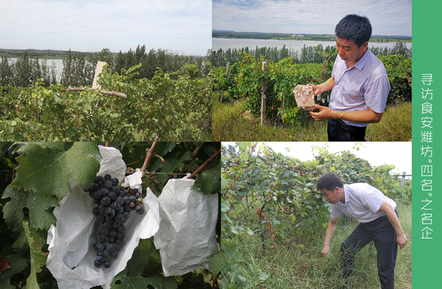 用良心酿造 高崖仙月的酿酒哲学