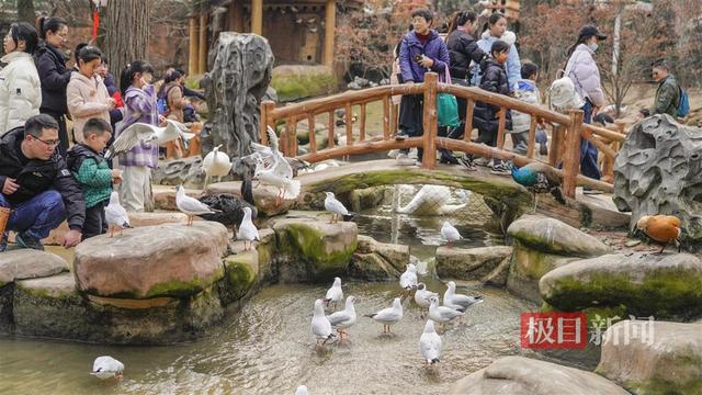 水中“福禄寿三星”报喜贺新春