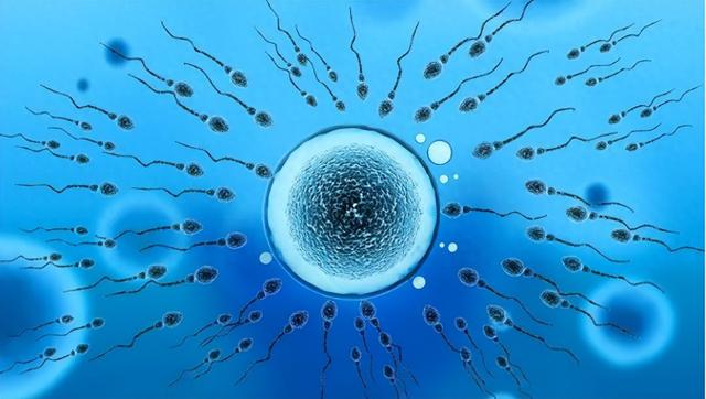 为何会有人对精液过敏？对精液过敏的女生，要怎么生娃？