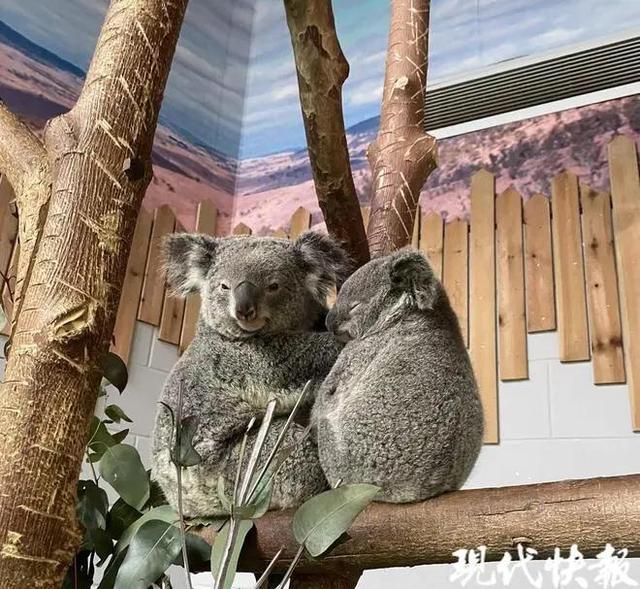 官方确认：已死亡，死因公布！2个孩子也因此离世...