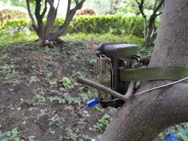 复旦校园惊现一级保护动物,原来学校才是“疯狂动物城”