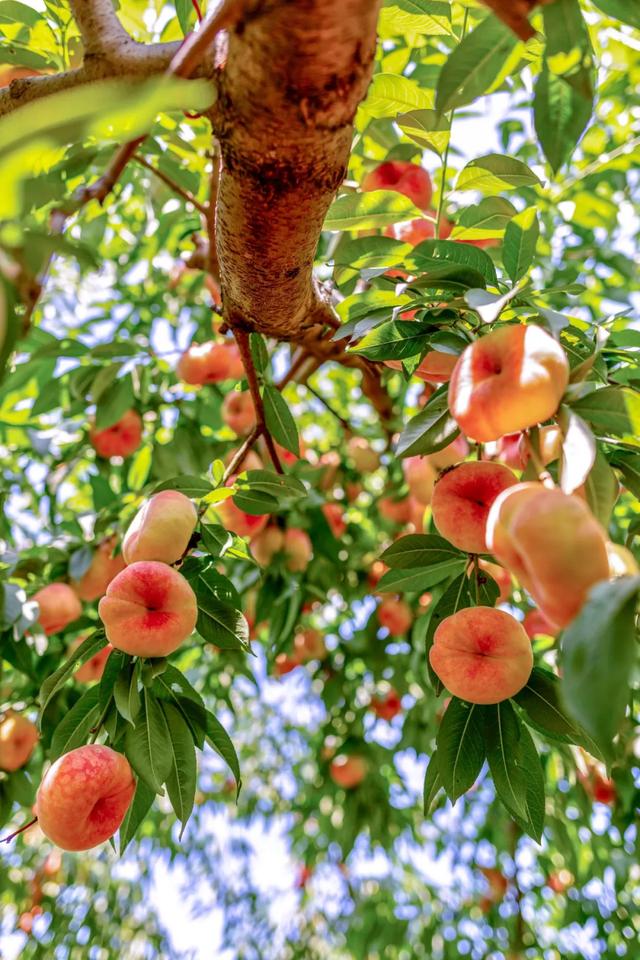 “桃”醉一夏 这里有爱上它的N个理由