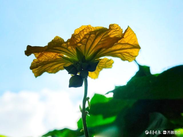 迎着朝阳露笑脸，丝瓜花儿金灿灿