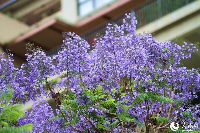 美！厦门街头披上“浪漫紫纱”